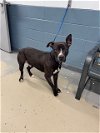 adoptable Dog in tallahassee, FL named VLAD
