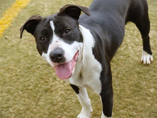 adoptable Dog in Tallahassee, FL named SWIRL