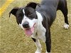 adoptable Dog in tallahassee, FL named SWIRL
