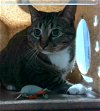 adoptable Cat in tallahassee, FL named NOVA