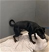 adoptable Dog in tallahassee, FL named HOOP