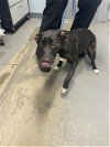 adoptable Dog in tallahassee, FL named NOVA