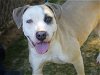 adoptable Dog in , FL named BLUEY