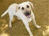 adoptable Dog in , FL named BRAIN