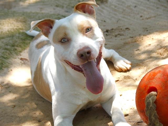adoptable Dog in Tallahassee, FL named MARLIN