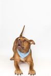 adoptable Dog in Tallahassee, FL named SEBASTIAN