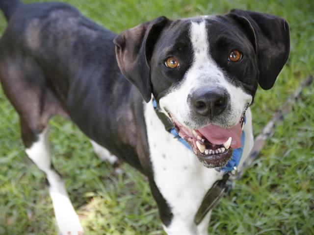 adoptable Dog in Tallahassee, FL named JAQUITA