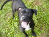 adoptable Dog in Tallahassee, FL named ALONZO