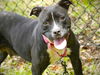 adoptable Dog in Tallahassee, FL named LATRICE