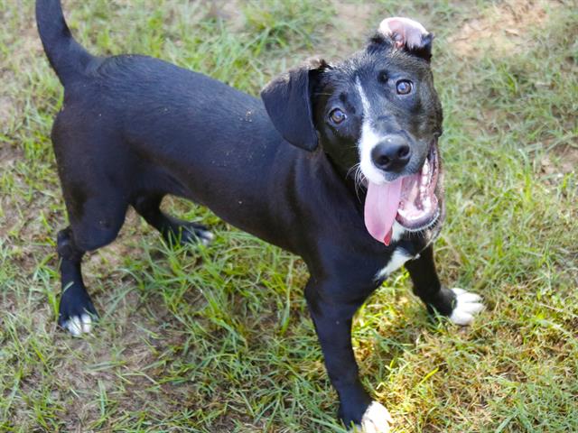 adoptable Dog in Tallahassee, FL named SKYLAR