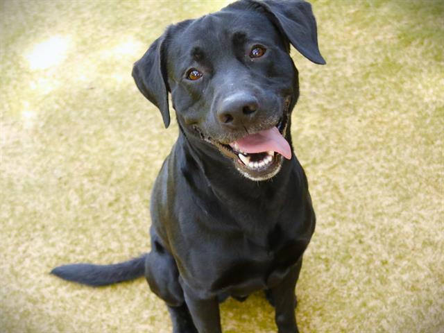 adoptable Dog in Tallahassee, FL named RHINO