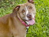 adoptable Dog in  named PENNY