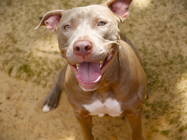 adoptable Dog in Tallahassee, FL named MIRACLE