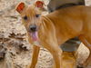 adoptable Dog in Tallahassee, FL named TIFFANY