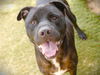 adoptable Dog in Tallahassee, FL named REFUS