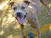 adoptable Dog in Tallahassee, FL named MAKAYLA