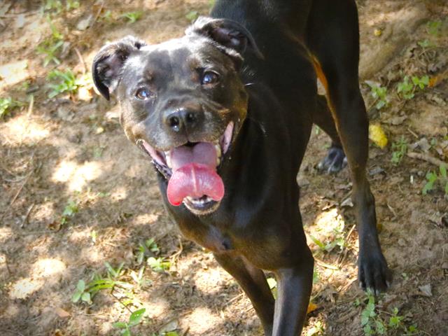 adoptable Dog in Tallahassee, FL named PEDRO