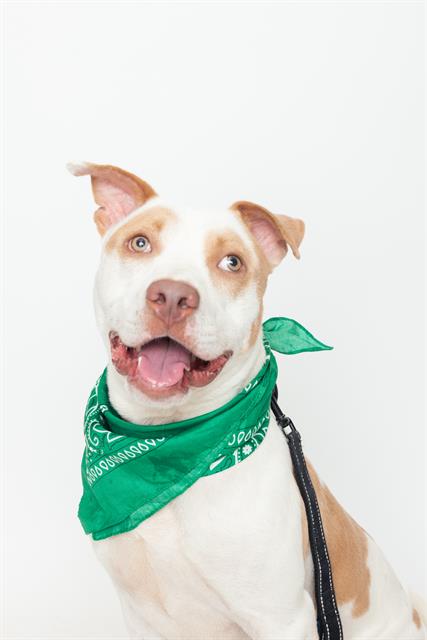 adoptable Dog in Tallahassee, FL named MARLIN