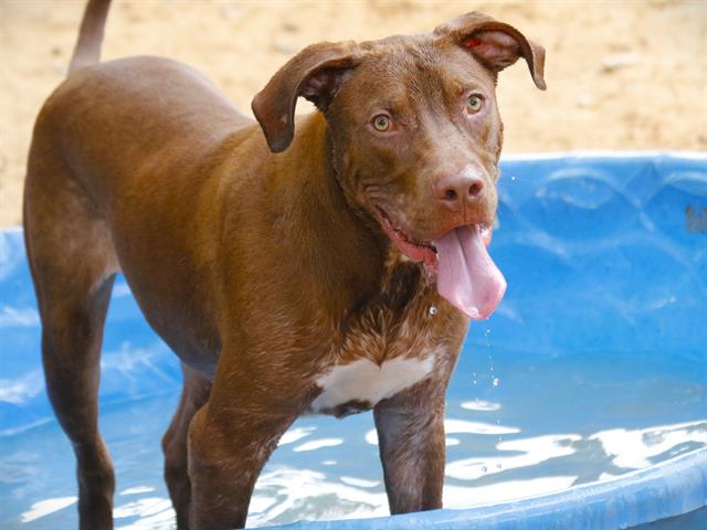 adoptable Dog in Tallahassee, FL named KEN