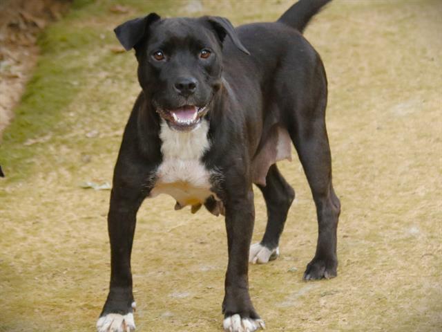 adoptable Dog in Tallahassee, FL named PORTIA