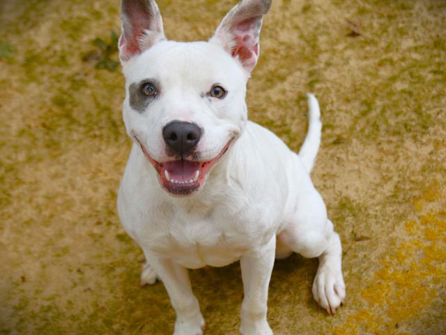 adoptable Dog in Tallahassee, FL named MABLE