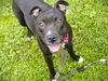 adoptable Dog in Tallahassee, FL named XENA