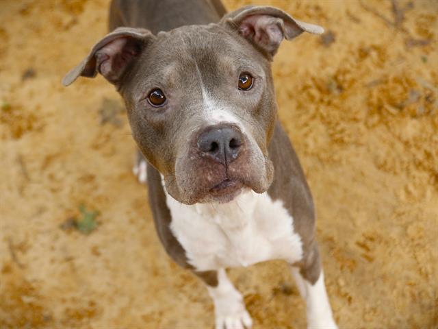 adoptable Dog in Tallahassee, FL named HARLEY