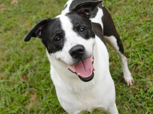 adoptable Dog in Tallahassee, FL named CLEO