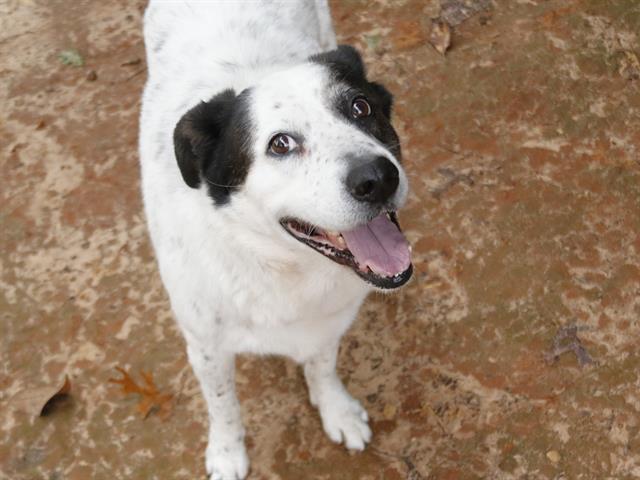 adoptable Dog in Tallahassee, FL named NICHOLAS