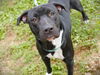 adoptable Dog in Tallahassee, FL named BUTCH