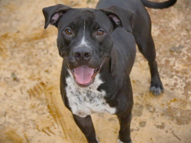 adoptable Dog in Tallahassee, FL named DOMINO