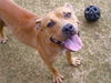 adoptable Dog in Tallahassee, FL named RAINBOW BRITE