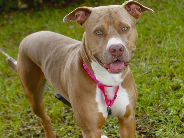 adoptable Dog in Tallahassee, FL named SULLEY