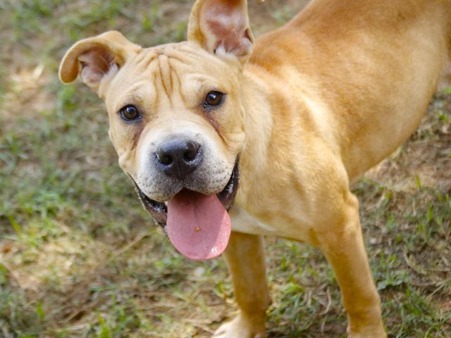 adoptable Dog in Tallahassee, FL named BERT