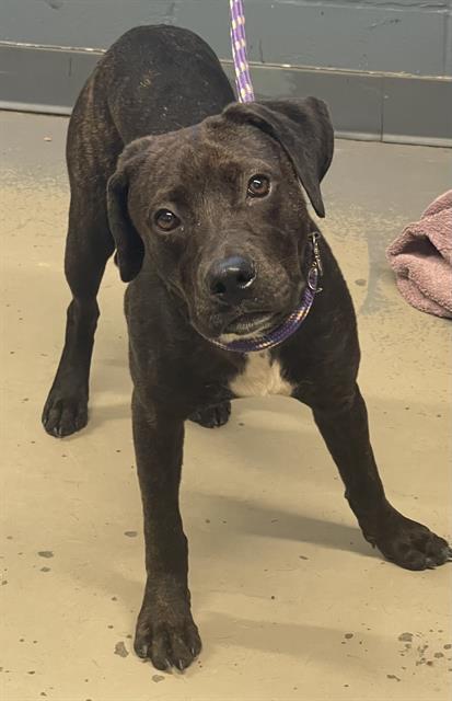 adoptable Dog in Tallahassee, FL named COCO