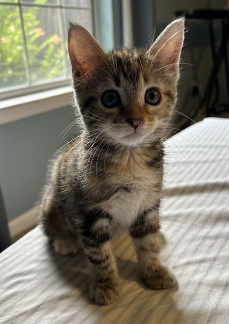 adoptable Cat in Tallahassee, FL named PUMPKIN