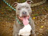 adoptable Dog in , FL named BLU CHANEL