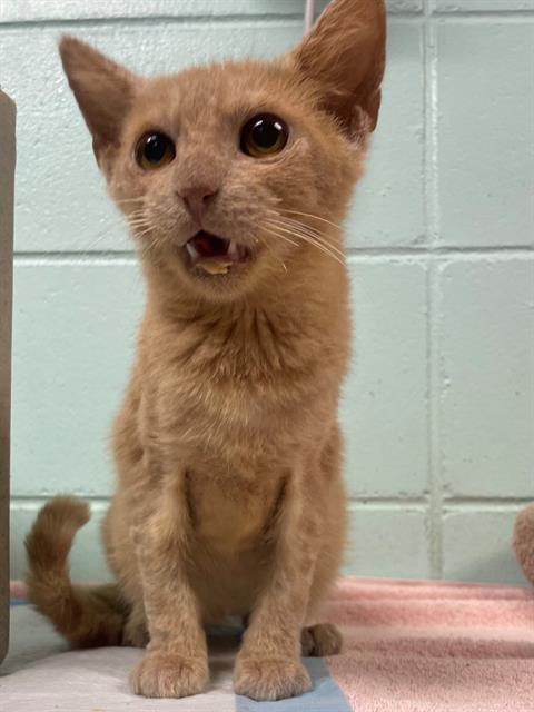 picture of the cat needing adoption