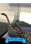 adoptable Snake in  named DUCT TAPE