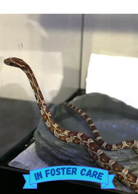 DUCT TAPE - Snake available for adoption