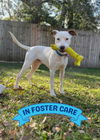 adoptable Dog in  named SNOW
