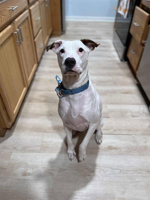 Pit Bull