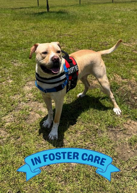 adoptable Dog in Tallahassee, FL named SPANKY