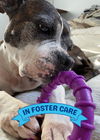 adoptable Dog in  named SHAKA