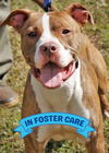 adoptable Dog in  named JESSIE
