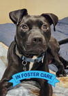 adoptable Dog in  named BEEP