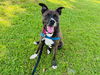 adoptable Dog in , FL named BISHOP