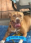 adoptable Dog in Tallahassee, FL named ZOWIE