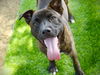 adoptable Dog in  named BUNS