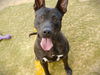 adoptable Dog in Tallahassee, FL named BOWSER